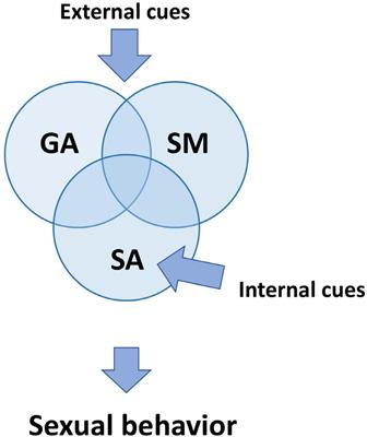 Neurophysiology of male sexual arousal—Behavioral perspective